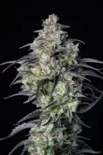 Fast Buds Mimosa Cake AUTO - 3 automatisierte Samen