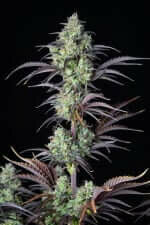 Fast Buds Mimosa Cake AUTO - 3 automatisierte Samen