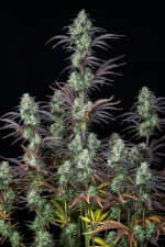 Fast Buds Mimosa Cake AUTO - 3 automatisierte Samen