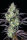 Fast Buds Mimosa Cake AUTO - 3 autoflowering Samen