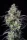 Fast Buds Mimosa Cake AUTO - 3 autoflowering Samen