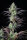 Fast Buds Mimosa Cake AUTO - 3 autoflowering Samen