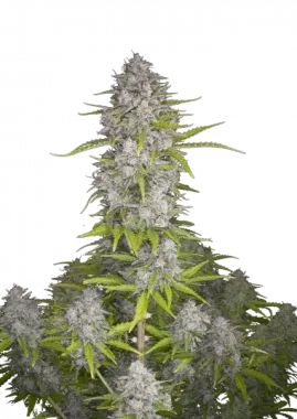 Fast Buds Orange Sherbet AUTO - 3 autoflowering Samen