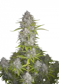 Fast Buds Orange Sherbet AUTO - 3 automated seeds