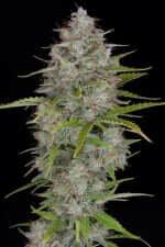 Fast Buds Orange Sherbet AUTO - 3 automated seeds