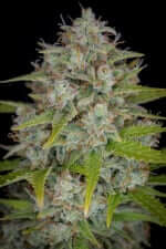 Fast Buds Orange Sherbet AUTO - 3 autoflowering Samen