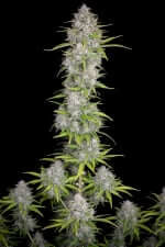 Fast Buds Orange Sherbet AUTO - 3 autoflowering Samen