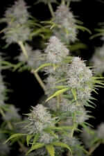 Fast Buds Orange Sherbet AUTO - 3 autoflowering Samen