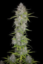 Fast Buds Orange Sherbet AUTO - 3 automatisierte Samen