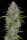 Fast Buds Orange Sherbet AUTO - 3 autoflowering Samen