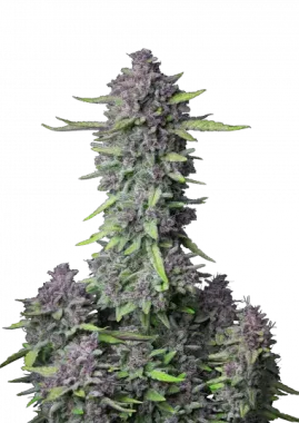 Fast Buds Purple Punch AUTO - 3 autoflowering Samen