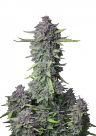 Fast Buds Purple Punch AUTO - 3 autoflowering Samen