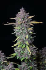 Fast Buds Purple Punch AUTO - 3 automated seeds