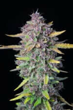 Fast Buds Purple Punch AUTO - 3 autoflowering Samen