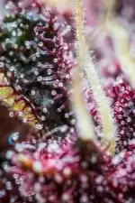 Fast Buds Purple Punch AUTO - 3 autoflowering Samen