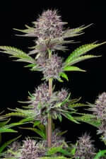 Fast Buds Purple Punch AUTO - 3 autoflowering Samen