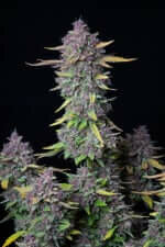 Fast Buds Purple Punch AUTO - 3 autoflowering Samen