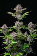 Fast Buds Purple Punch AUTO - 3 autoflowering Samen