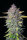 Fast Buds Purple Punch AUTO - 3 autoflowering Samen