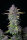 Fast Buds Purple Punch AUTO - 3 automatisierte Samen