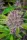 Fast Buds Purple Punch AUTO - 3 automatisierte Samen