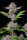 Fast Buds Purple Punch AUTO - 3 automatisierte Samen