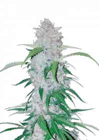 Fast Buds Six Shooter AUTO - 3 automated seeds