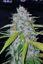 Fast Buds Six Shooter AUTO - 3 autoflowering Samen