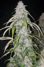 Fast Buds Six Shooter AUTO - 3 autoflowering Samen