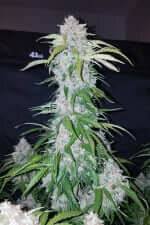 Fast Buds Six Shooter AUTO - 3 autoflowering Samen