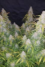 Fast Buds Six Shooter AUTO - 3 autoflowering Samen