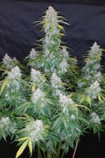 Fast Buds Six Shooter AUTO - 3 autoflowering Samen