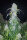 Fast Buds Six Shooter AUTO - 3 autoflowering Samen