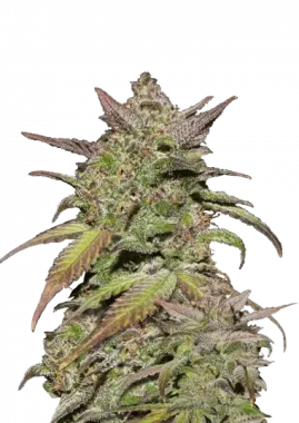 Fast Buds Smoothie AUTO - 3 autoflowering Samen