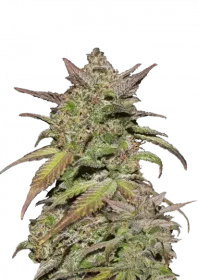 Fast Buds Smoothie AUTO - 3 automated seeds