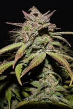 Fast Buds Smoothie AUTO - 3 autoflowering Samen