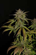 Fast Buds Smoothie AUTO - 3 autoflowering Samen