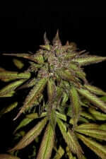 Fast Buds Smoothie AUTO - 3 autoflowering Samen