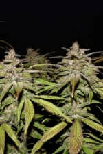 Fast Buds Smoothie AUTO - 3 autoflowering Samen