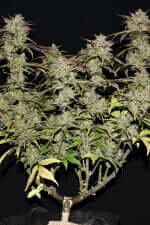 Fast Buds Smoothie AUTO - 3 autoflowering Samen