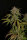 Fast Buds Smoothie AUTO - 3 autoflowering Samen