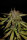 Fast Buds Smoothie AUTO - 3 autoflowering Samen