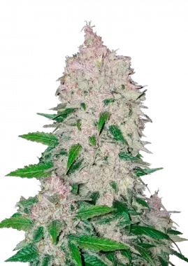 Fast Buds Stardawg AUTO - 3 automatisierte Samen