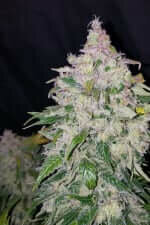 Fast Buds Stardawg AUTO - 3 autoflowering Samen