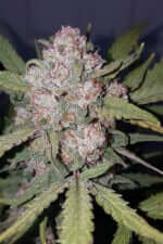 Fast Buds Stardawg AUTO - 3 autoflowering Samen