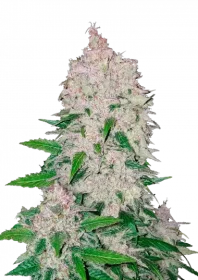 Fast Buds Stardawg AUTO - 3 automatisierte Samen