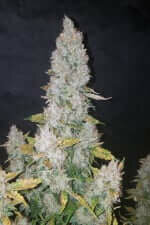 Fast Buds Stardawg AUTO - 3 automatisierte Samen