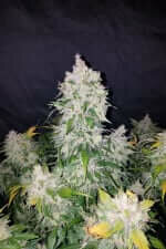 Fast Buds Stardawg AUTO - 3 automatisierte Samen