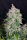 Fast Buds Stardawg AUTO - 3 autoflowering Samen