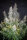 Fast Buds Stardawg AUTO - 3 autoflowering Samen